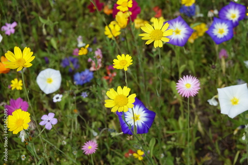 Blumenwiese