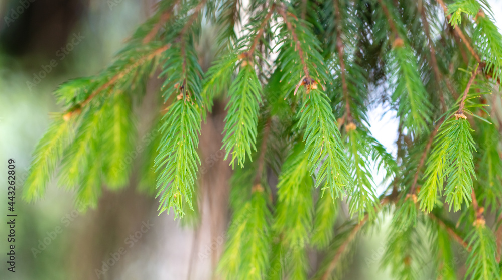 Coniferous tree branches in the summer Coniferous tree branches in the summer