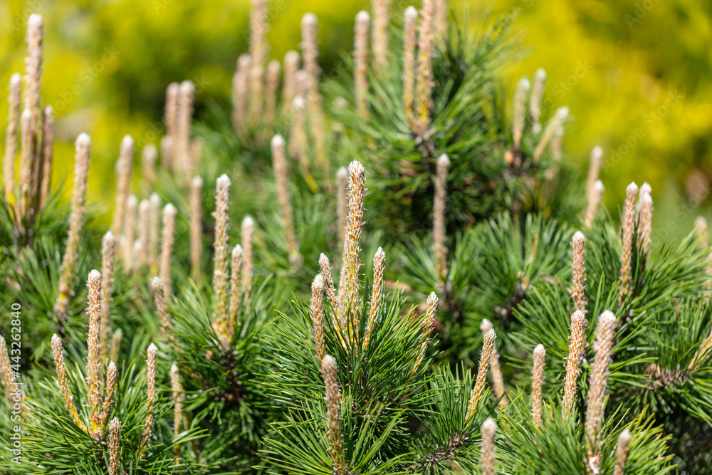 Coniferous tree branches in the park. Coniferous tree branches in the park.