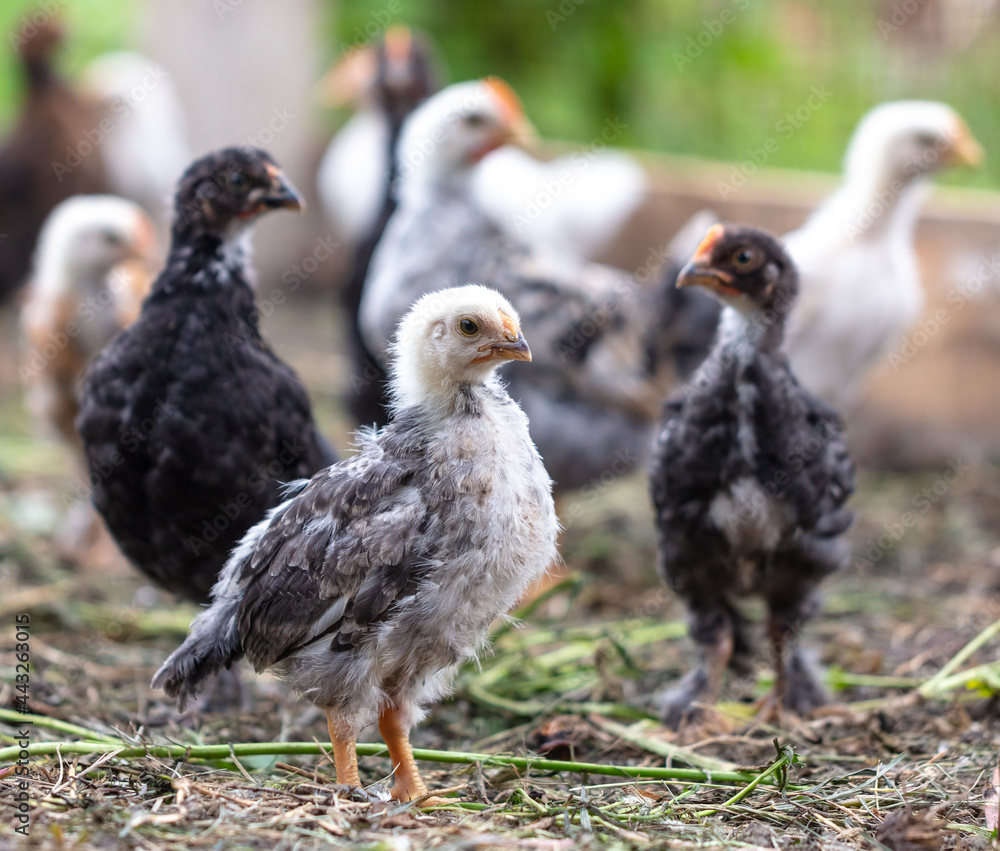 Portrait of a little chicken on the farm. Portrait of a little chicken on the farm.