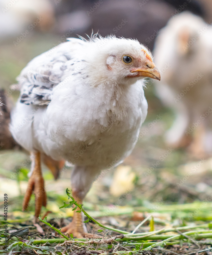 Obraz premium Portrait of a little chicken on the farm.