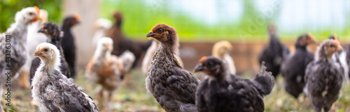 Portrait of a little chicken on the farm.