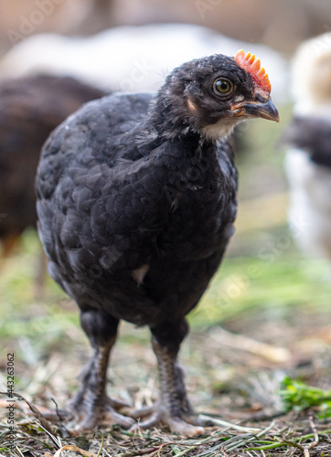 Portrait of a little chicken on the farm.