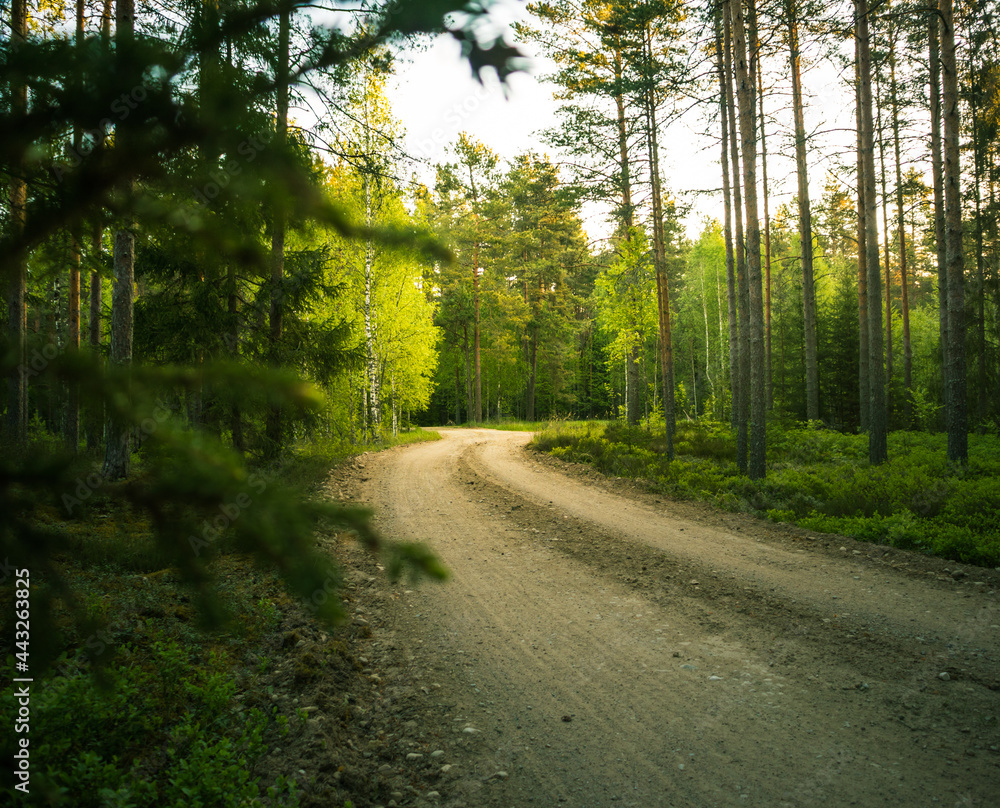 Fototapeta premium A beautiful morning landscape of a temperate forest in the summer. Woodlands with trees and vegetation. Summertime scenery of Northern Europe.