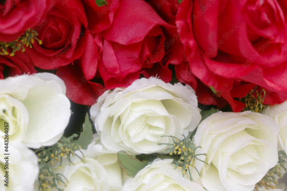Fototapeta premium red roses and white roses on a white cloth