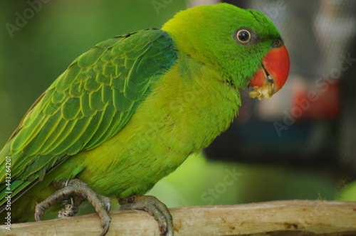 close-up of colorful rainbow lorikeet sitting on a tree branch on a blurred background.