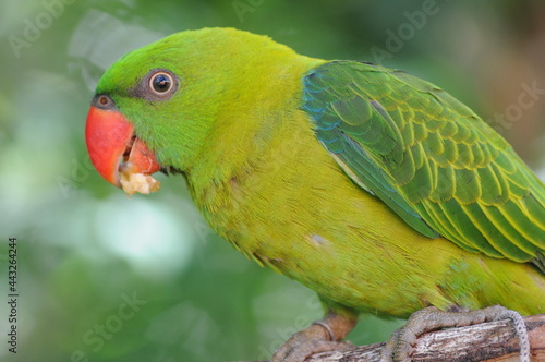 close-up of colorful rainbow lorikeet sitting on a tree branch on a blurred background. photo