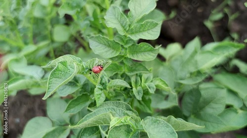 Potato bug larva eating potatoes leaves in garden. Colorado potato beetle Leptinota(rsa decemlineata). Major pest of potato crops. 