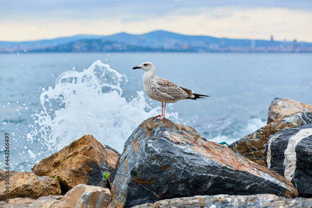 The seagull poses on the rocks by the sea during the surf The seagull poses on the rocks by the sea during the surf