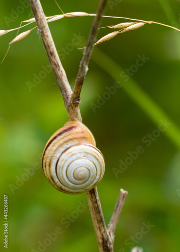 The snail climbs a stem of grass