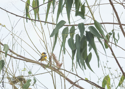 Asian Golden Weaver