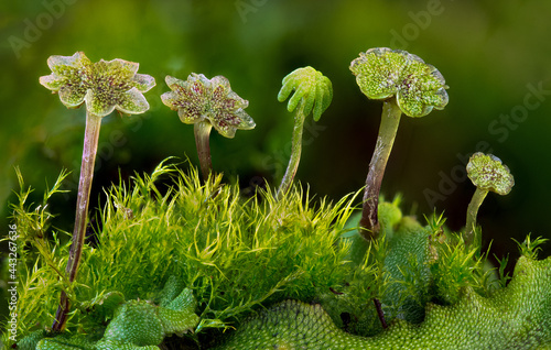 Macro view of four flat-topped antheridiophores (male sexual parts) and one archegoniophore (female) growing from the surface of a liverwort thallus. Moss growing among the thalluses.