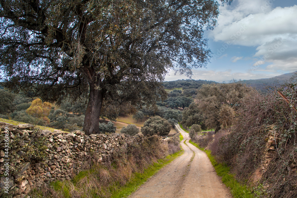 Paisaje de encinas yun amino con un muro de piedras Paisaje de encinas yun amino con un muro de piedras