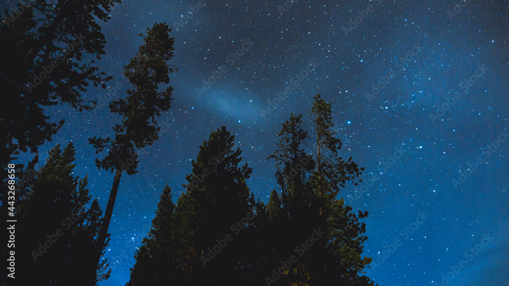 Fototapeta premium Cloudy Starry Night with Pine Tree Silhouette