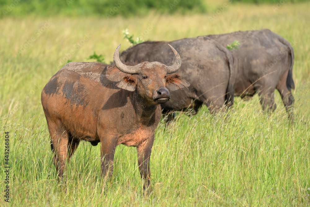 African buffalo, Syncerus caffer African buffalo, Syncerus caffer