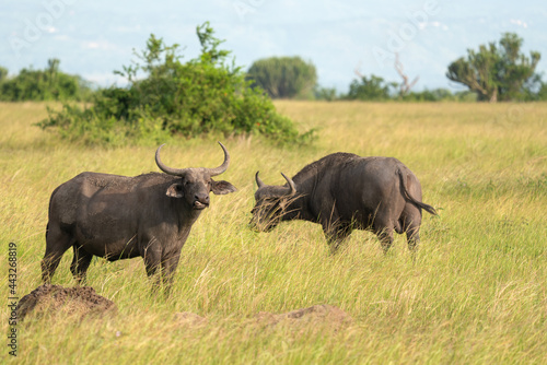 African buffalo  Syncerus caffer