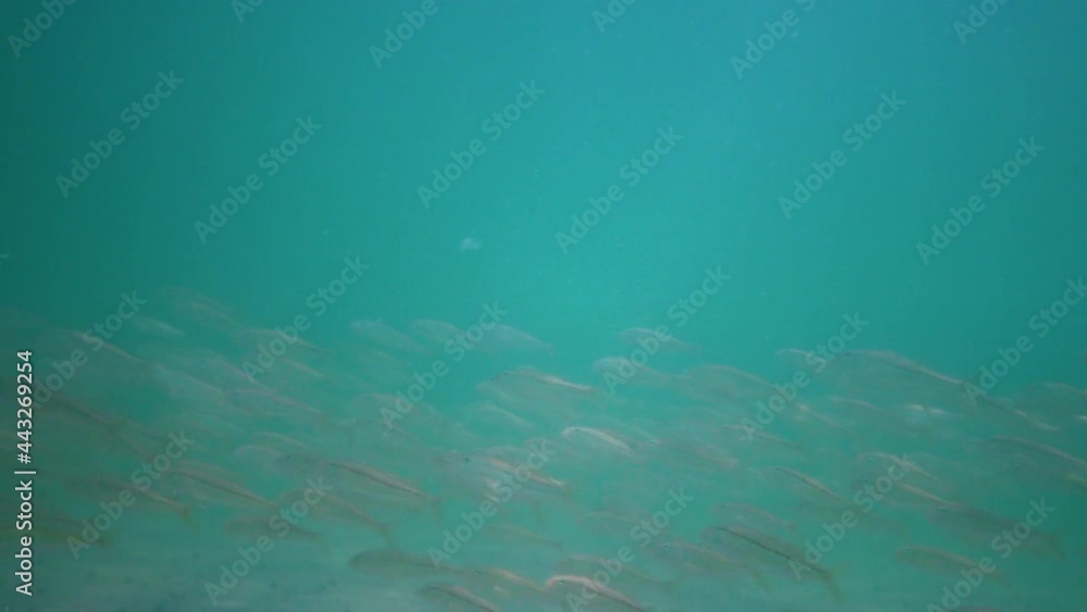 Red mullet (Mullus barbatus ponticus). Black Sea fish. Red mullet (Mullus barbatus ponticus). Black Sea fish.
