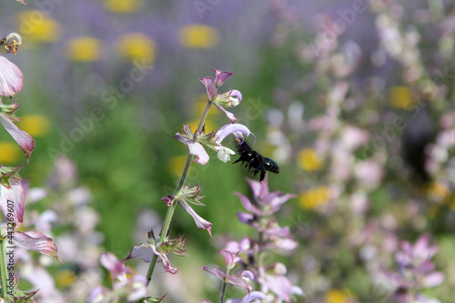 Пчела © vikhon