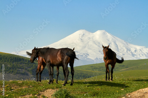 Elbrus is the highest peak in Russia and Europe. Kabardino-Balkaria, view of Elbrus from Jila-Su. Wild grazing black horses on an alpine pasture in the North Caucasus.