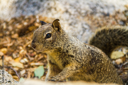 Profile of a Calfornia ground squirrel at Yosemite National Park