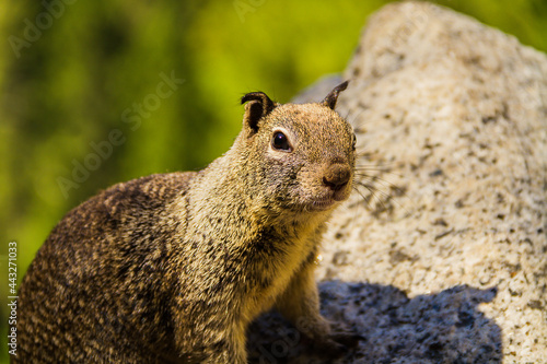 Close-up of the face of a California ground squirrel
