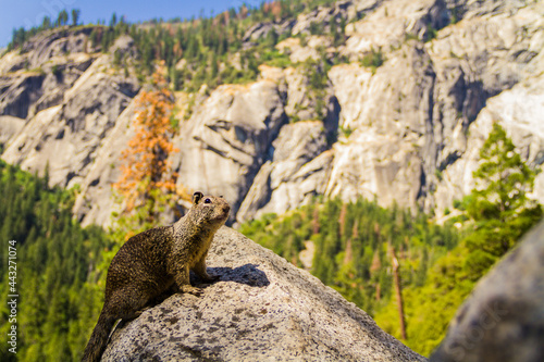 A California ground squirrel standing on a rock on Tunnel View background at Yosemite National Park