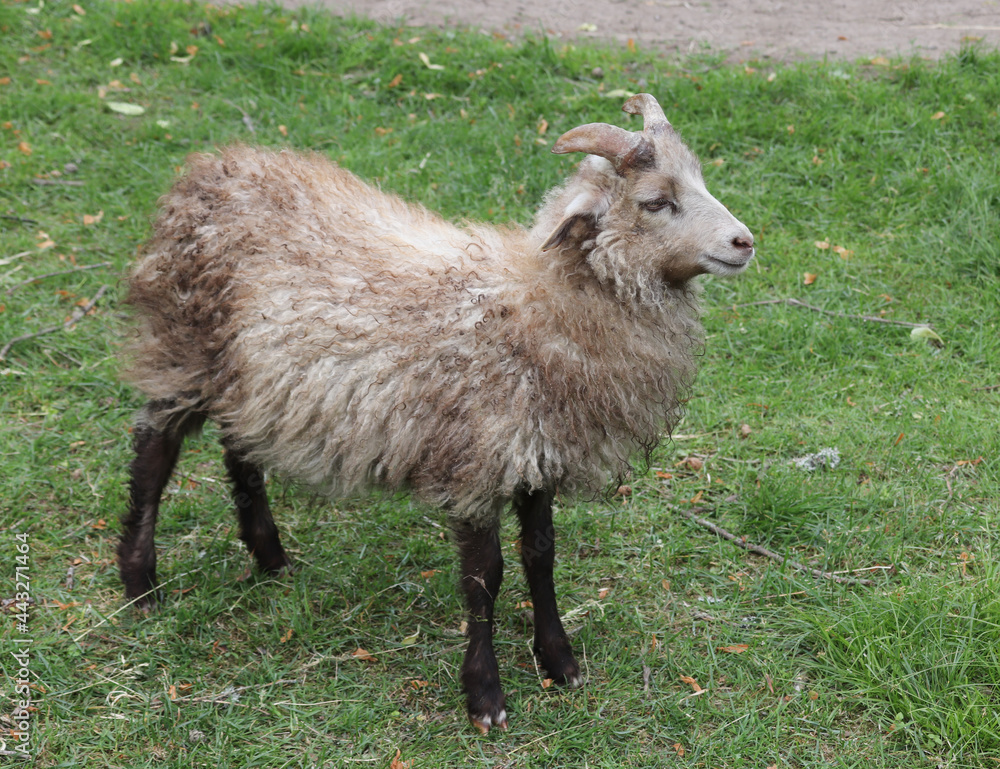 Fototapeta premium Sheep