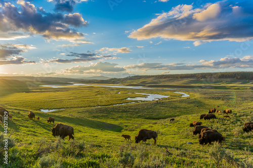 Blue Skies in the Hayden Valley YNP with American Bison photo