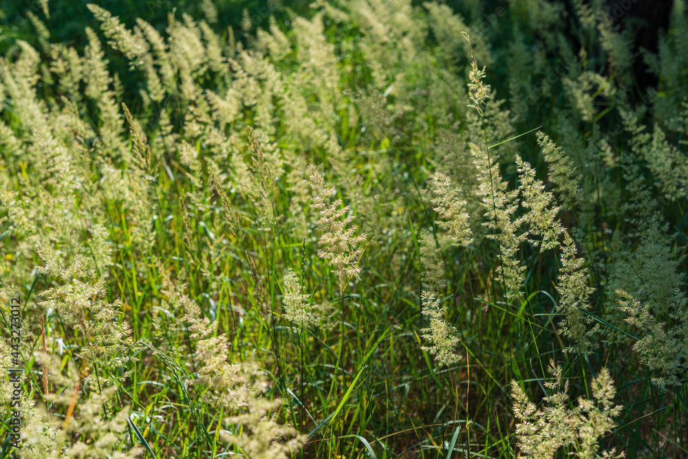 Many golden ears of grass in the forest. Web banner. Many golden ears of grass in the forest. Web banner.