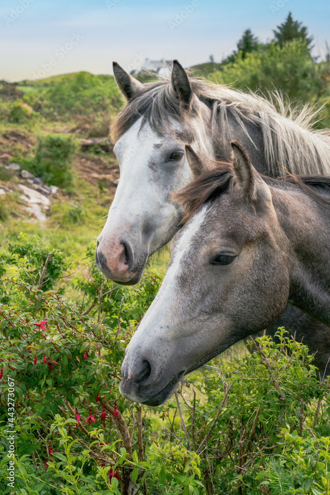 Two pony connemara horses portrait Two pony connemara horses portrait