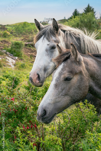 Two pony connemara horses portrait