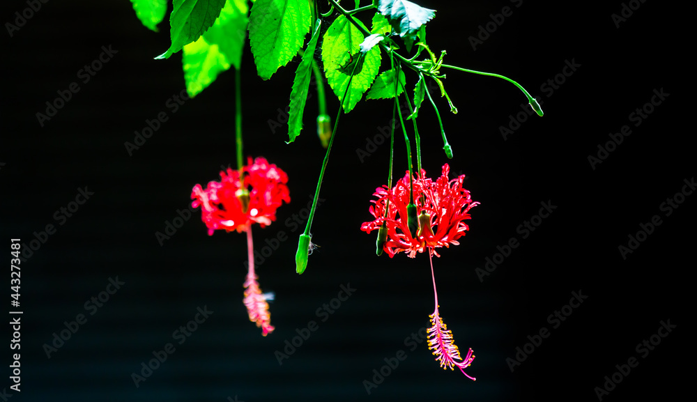 Red hibiscus flower on black isolated..