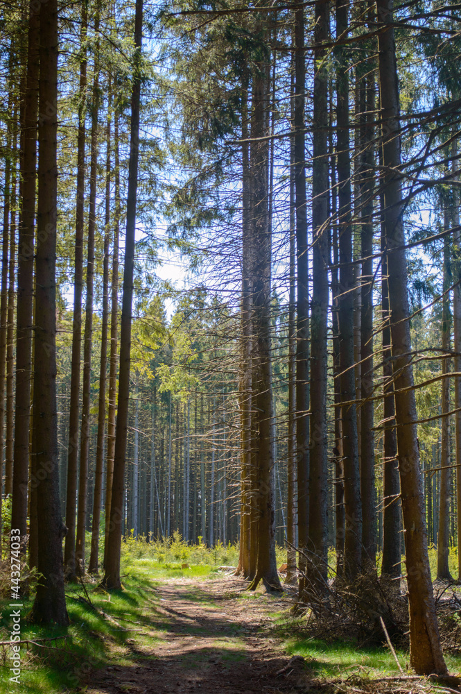 Foy Forest, Band of Brothers, Belgium