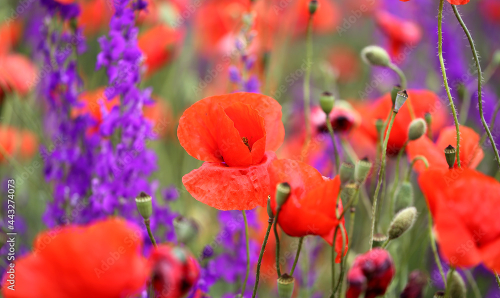 Obraz premium Beautiful background of red poppies blooming