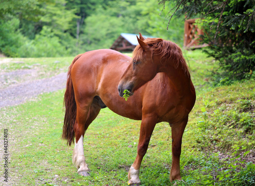Beautiful red horse eats leaves in a nature