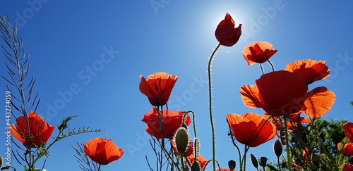 poppy flowers under the sun
