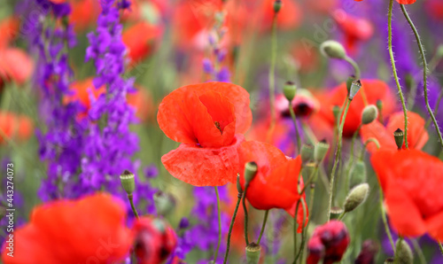 Beautiful background of red poppies blooming