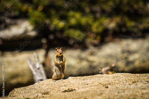 A ground squirrel standing on the rock at Yosemite National Park
