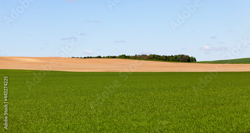 Foto natural green grass