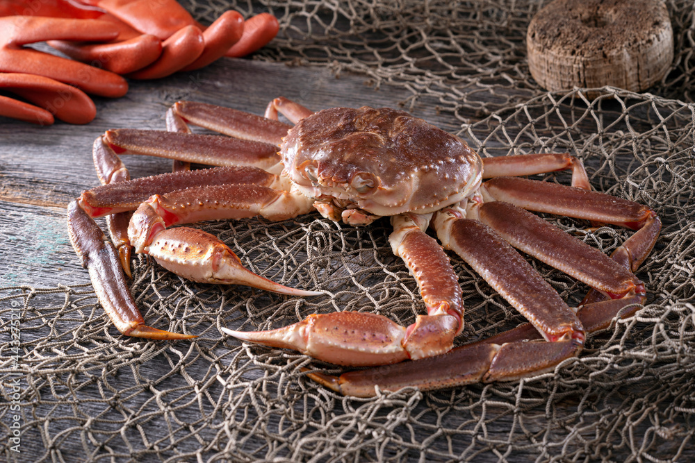 Live Snow Crab Stock Photo | Adobe Stock