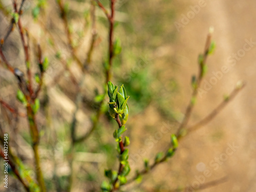 close-up of a young green leaf on a shrub. The concept of spring, the revival of nature. Blurred background, selective focus