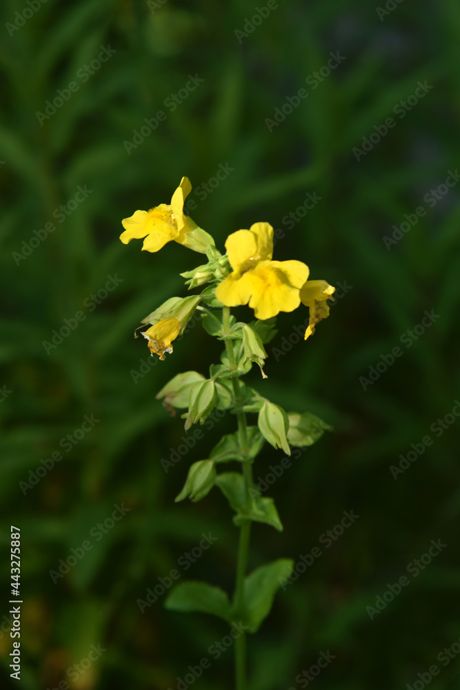 Fototapeta premium gelbe Gauklerblume