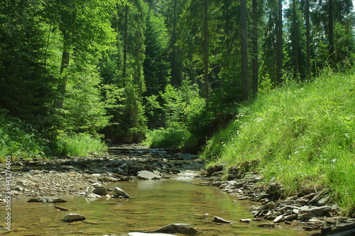 Rushing strem in the summer forest photo