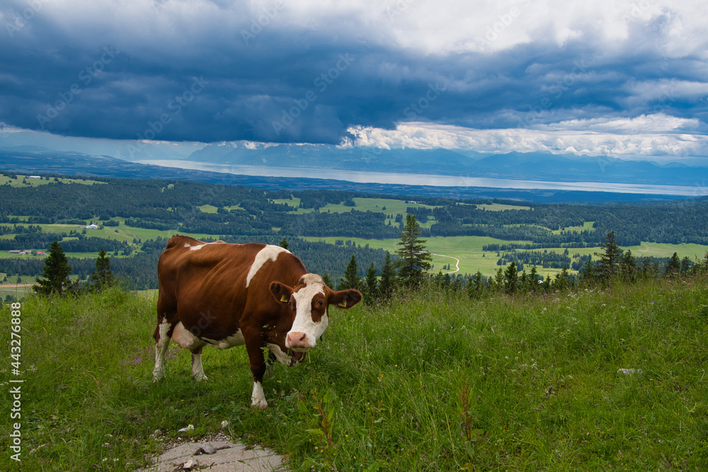 Kphe im Schweizer Jura auf dem Dent de Vaulion Kphe im Schweizer Jura auf dem Dent de Vaulion