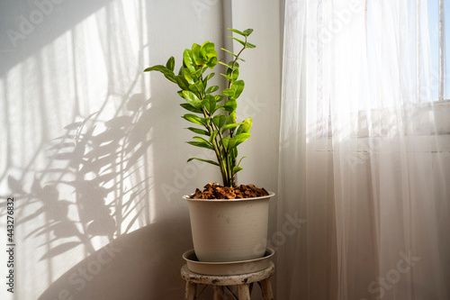 Large green plant pot on a wooden stand table