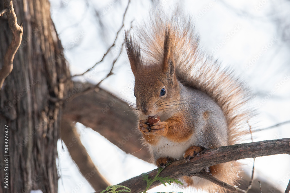Squirrel in winter sits on a tree.. Squirrel in winter sits on a tree..