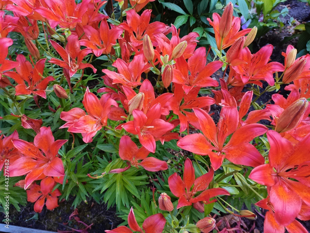red flowers in the garden red flowers in the garden
