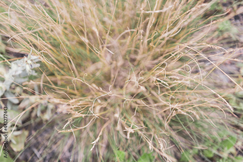 Flowering and ripening of seeds of the  plant Festuca pratensis. Top view, selective focus. photo