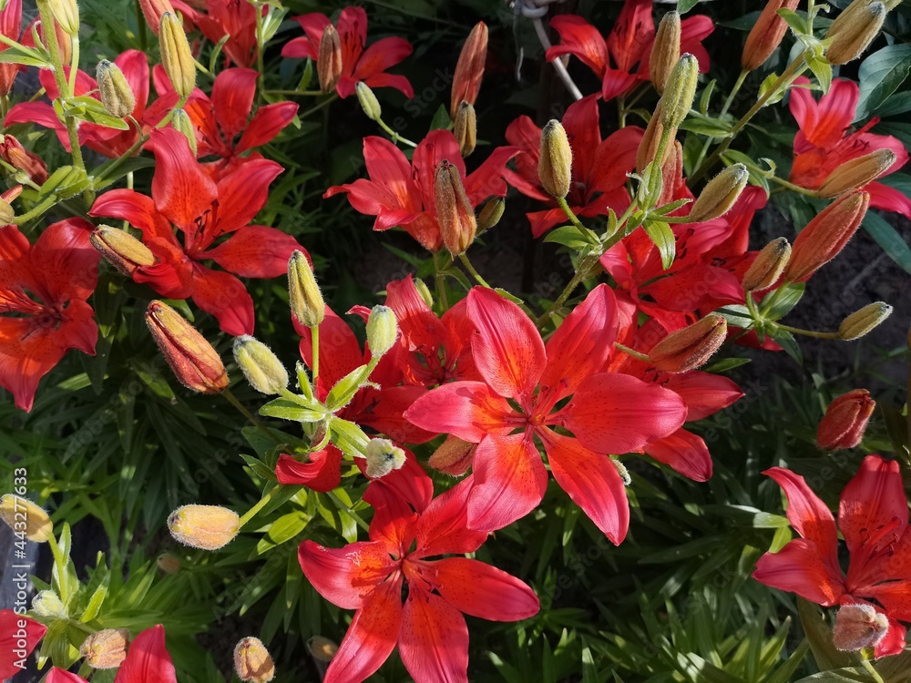 red flowers in the garden red flowers in the garden