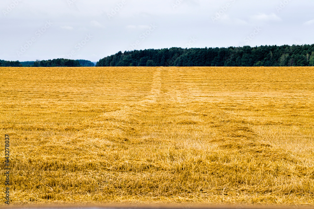 Fototapeta premium part of an agricultural field